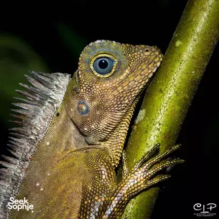 Close-up of a rainforest lizard with patterned scales perched on a branch, photographed during a Danum Valley trek in Sabah