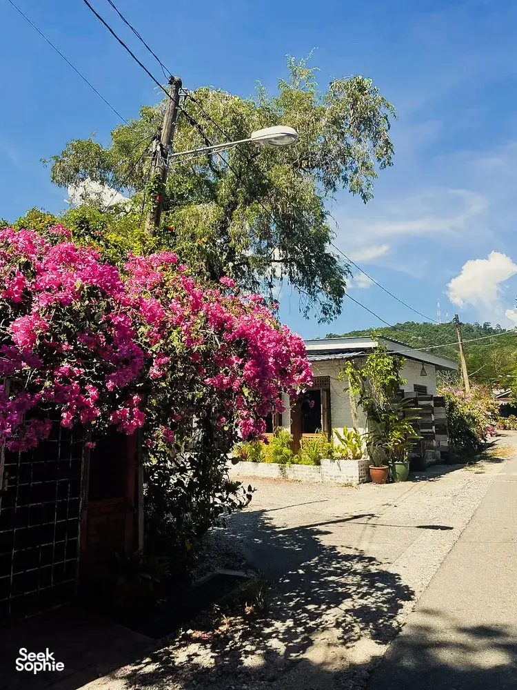 Sunny walkway in Langkawi village lined with pink bougainvillea, potted plants and a small rustic building