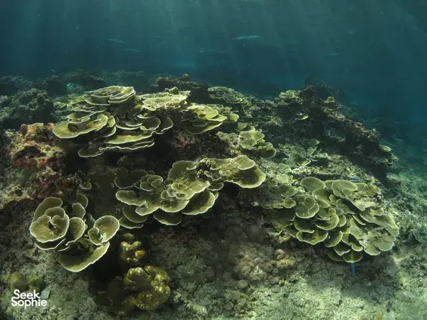 Coral reef beneath clear water in Semporna during a Bohey Dulang & Islands snorkel with Bigfin Divers