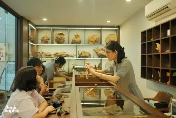 Rare Agarwood Tour | The Scent More Valuable than Gold