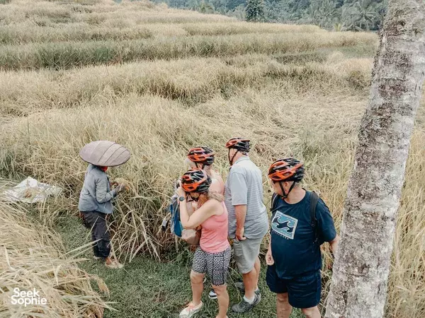 Cyclists with helmets pausing by dry rice paddies near Jatiluwih rice terraces, standing beside their e-bikes on a Green Bikes Bali ride