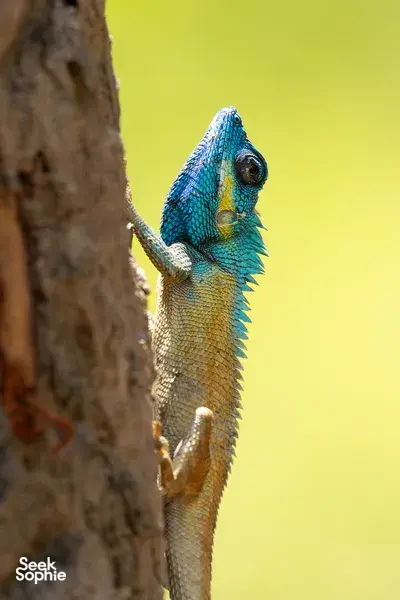 Blue-patterned lizard perched on a tree branch during a wildlife tour in Cat Tien with an expert naturalist-led itinerary