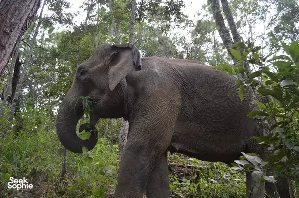 2D1N Ethical Elephant Observation with Doi Inthanon Hike & Night Under the Stars