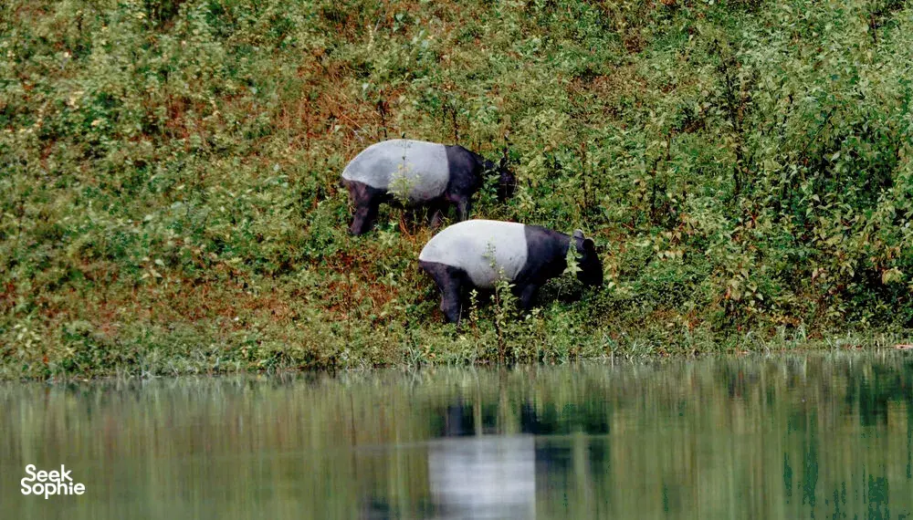 Seek Sophie option picture