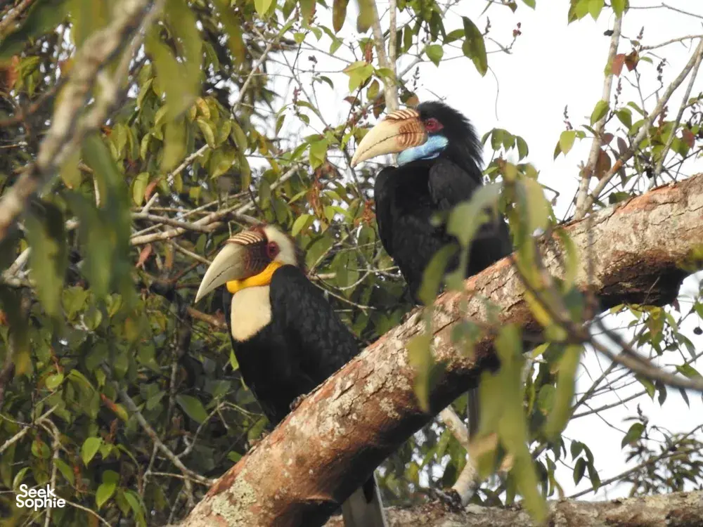 Two hornbills perched on a branch above a forest canopy in Khao Yai National Park on a wildlife day trip