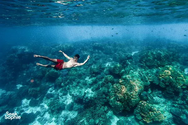 Snorkeller gliding over a coral reef in clear Andaman Sea on an overnight Surin Island trip from Khao Lak, Greenview Tour