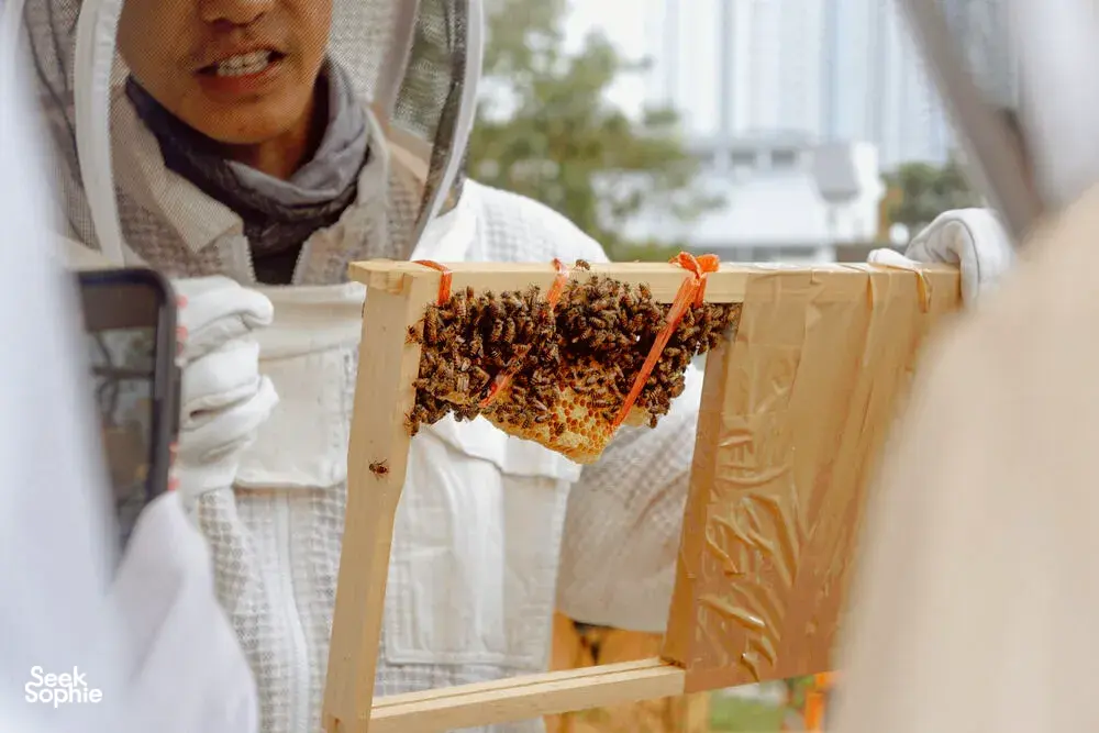 Bees on a honeycomb frame held in a beekeeper suit outdoors, with hive boxes nearby in Singapore