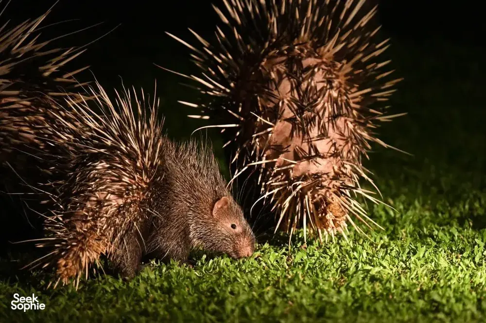 Porcupine foraging on night grass during Wildlife Safari Thailand’s night safari in Khao Yai National Park