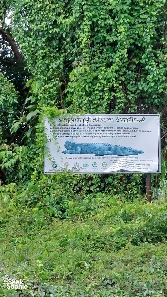 Kehijauan hutan bakau yang subur di Labuan Bajo, dengan papan maklumat tentang ekosistem tempatan semasa lawatan berpandu bersama La Famille