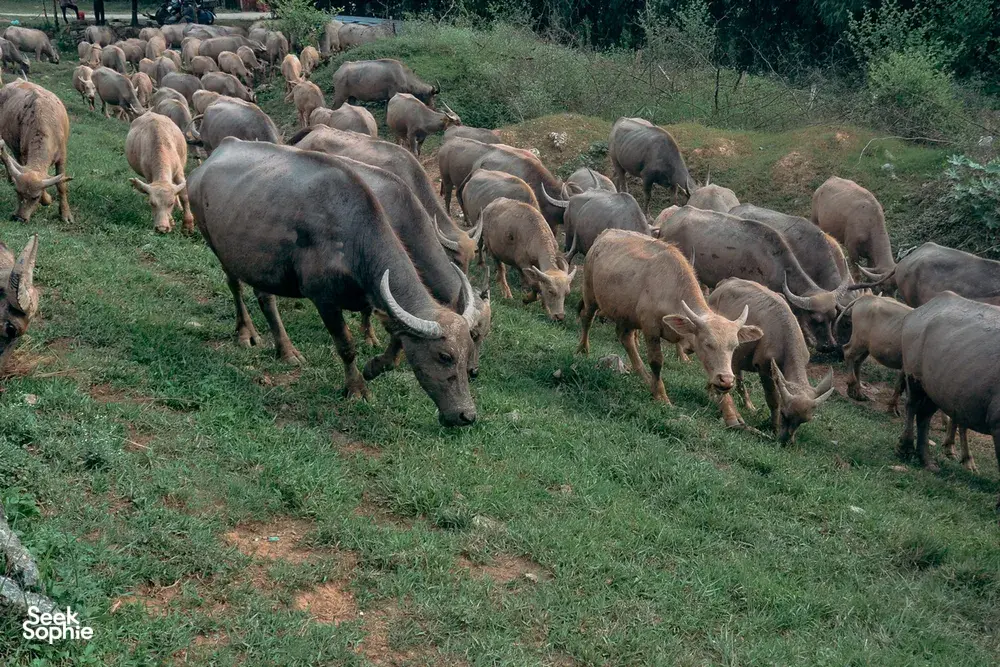 Seek Sophie option picture