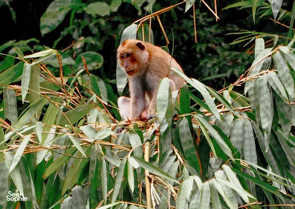 Seek Sophie option picture