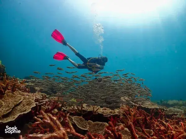 Scuba diver hovering above a dense school of fish over coral at Semporna Island reefs with Bigfin Divers