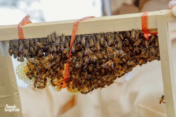 Secret Urban Farm, Rescued Bees + Honey Tasting