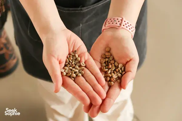 Hands holding small coffee beans from different lots at a Lijiang specialty coffee workshop with a farming family