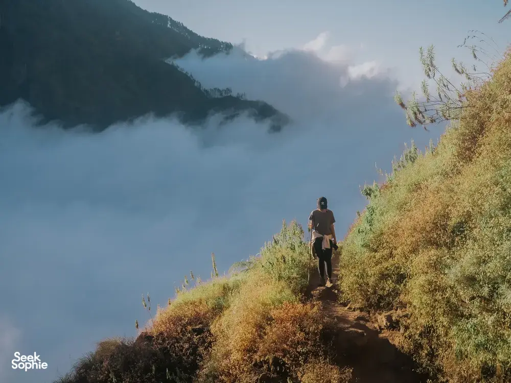 Seek Sophie option picture