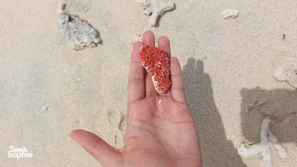 Gili Kondo Snorkelling Trip with BBQ Lunch