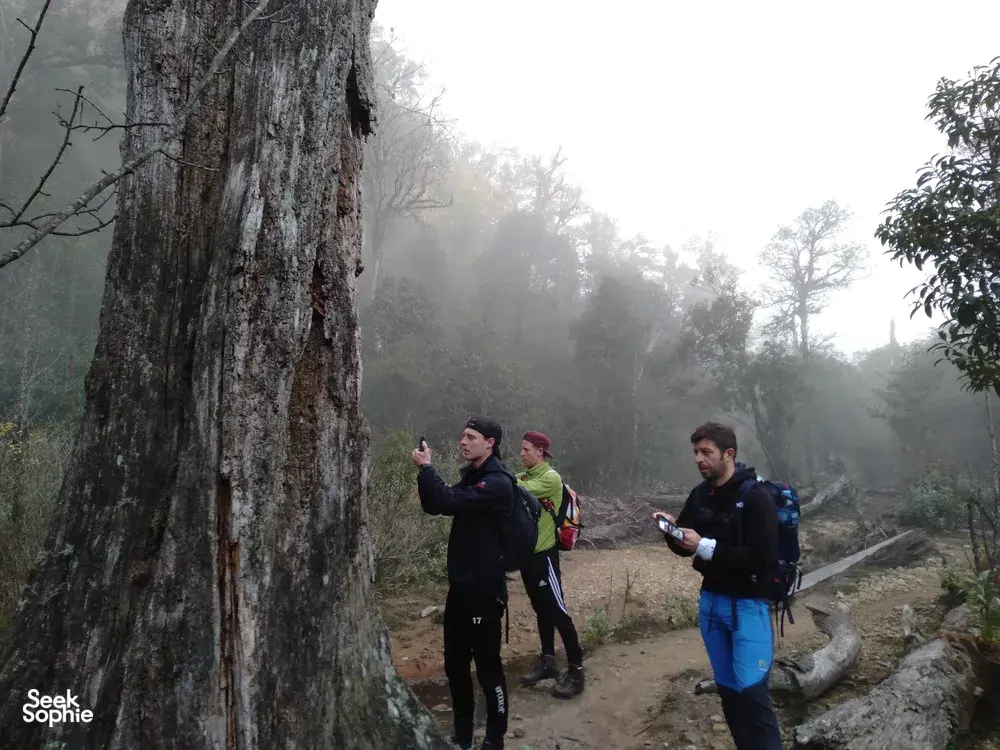 Seek Sophie option picture