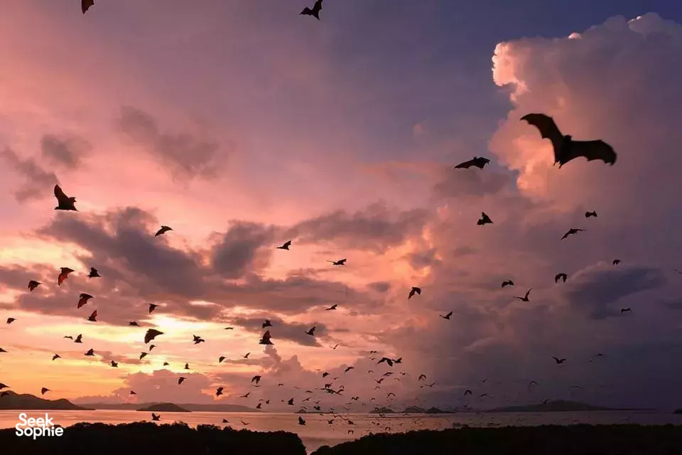 Seek Sophie option picture