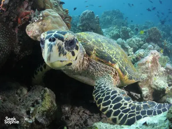 Close-up of a sea turtle gliding above reef rock in Semporna waters on a Bigfin Divers scuba dive around the island reefs