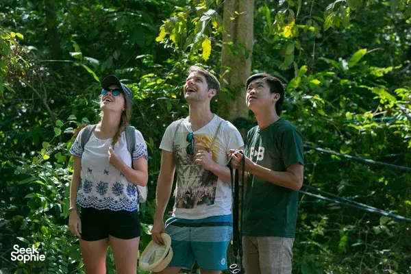 Guided forest walk pause in Gunung Raya rainforest at Darulaman Sanctuary, Langkawi, as travellers look up among bright green leaves