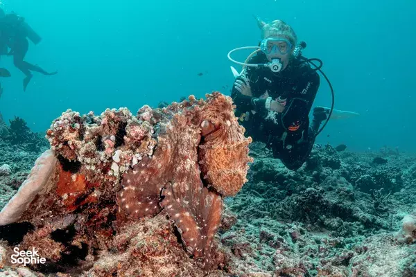 Pengalaman Penanaman Karang 3 Hari di Gili Trawangan