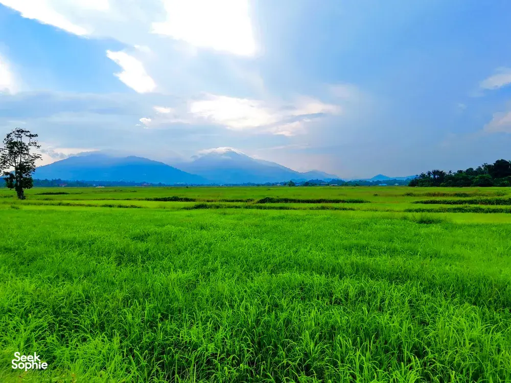 Lush green rice fields on Langkawi with distant mountains and a blue, cloud-filled sky over the countryside