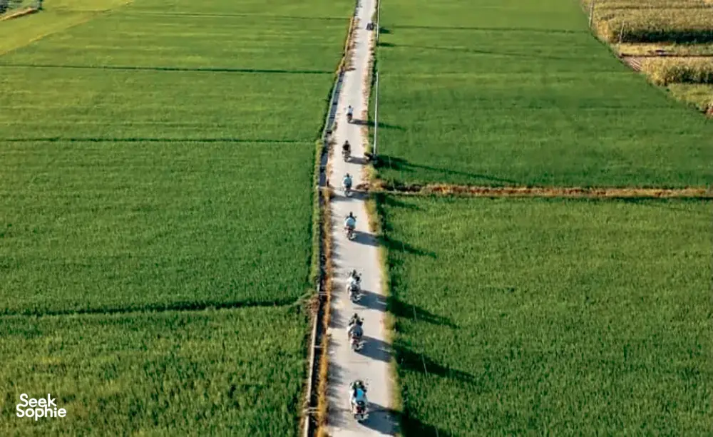 Seek Sophie option picture