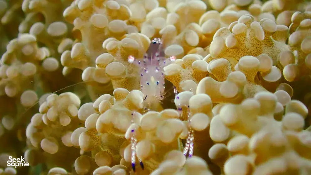 Close-up of a tiny marine creature among bubble coral during macro diving on a Semporna reef ecosystem
