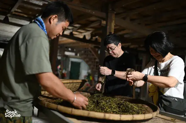 Proses pemprosesan daun teh di Xishuangbanna: penduduk tempatan dan pengunjung mengasingkan daun teh segar dalam bakul anyaman di dalam bengkel kayu tradisional