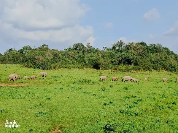 Herd of elephants grazing in a lush grassy clearing with rainforest trees behind it in Khao Yai
