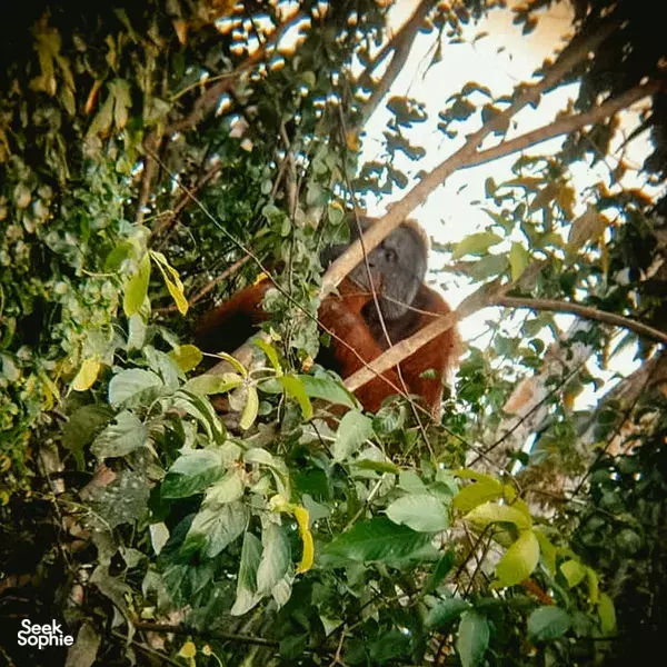 3D2N  Combo Sepilok Orang Utan + Sunbear Sanctuary and Kinabatangan River Safari | Stay at Sepilok Resort