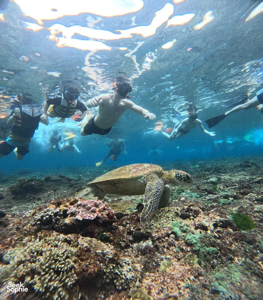 Seek Sophie option picture