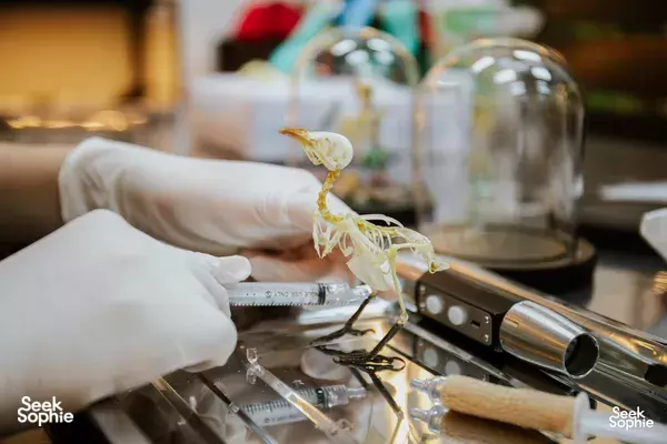 An Afternoon with a Taxidermist | Assemble an Animal Skeleton! 