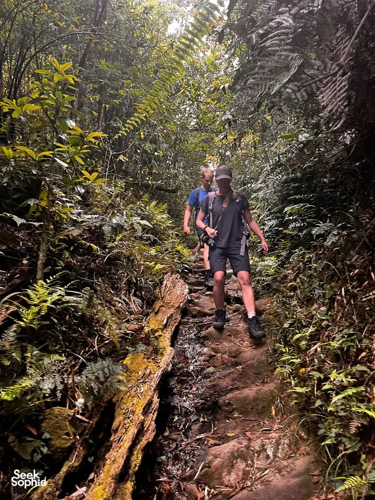 Trekkers make their way along a muddy rainforest trail in Sapa on a low-waste hike, stepping past ferns