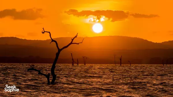 Kaudulla National Park | Morning Safari