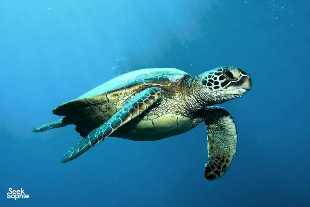 Underwater close-up of a sea turtle gliding past the reef during a dive on a 3D2N join-in trip to Komodo Island
