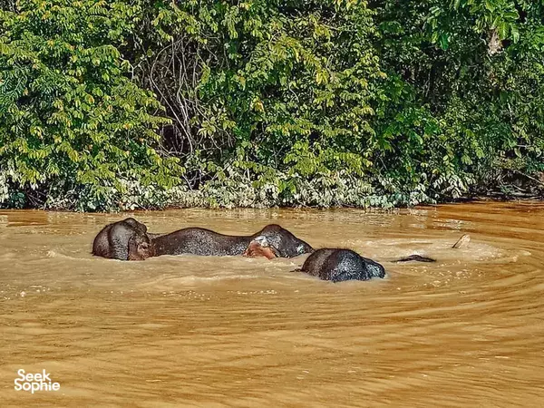 River hippos resting in muddy water beside mangrove trees on a wildlife cruise in Sandakan, Kinabatangan River