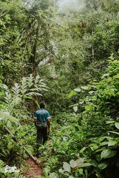 Khao Sok Jungle Trek + Hidden Falls with Wildlife Expert