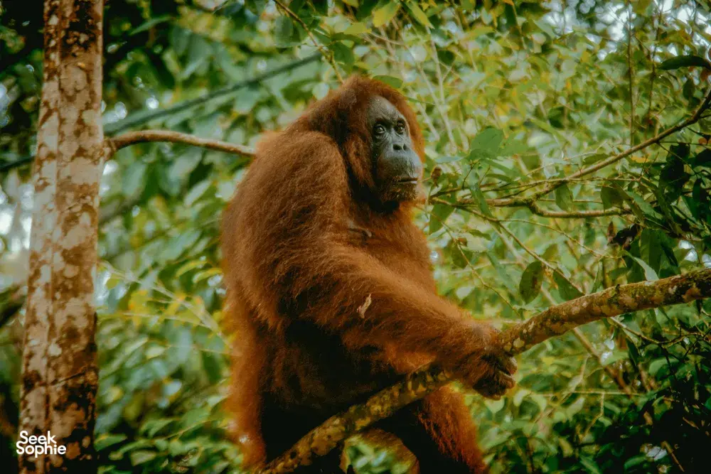 Orangutan perched on a tree branch in the jungle canopy, body turned sideways and reaching outward among leaves.