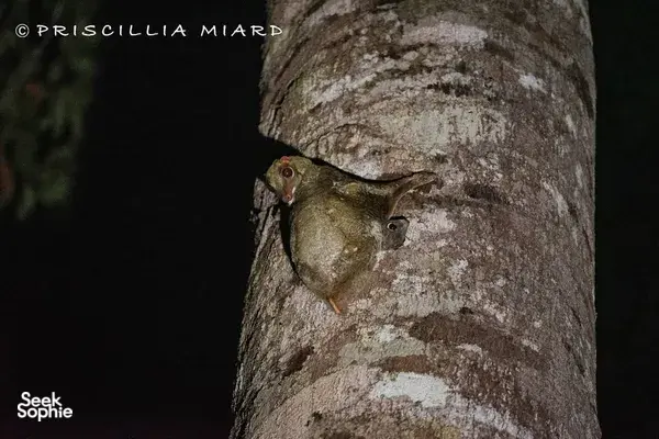 Gunung Raya Rainforest Night Walk