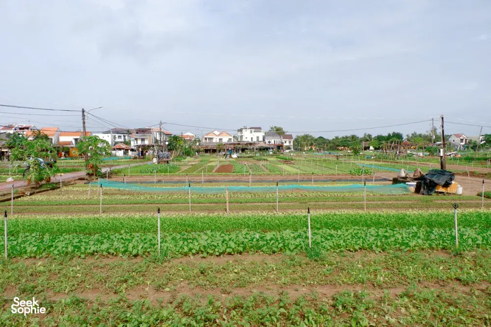 Seek Sophie option picture