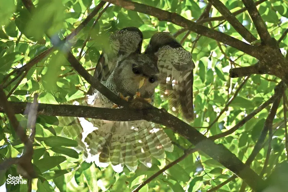 Seek Sophie option picture