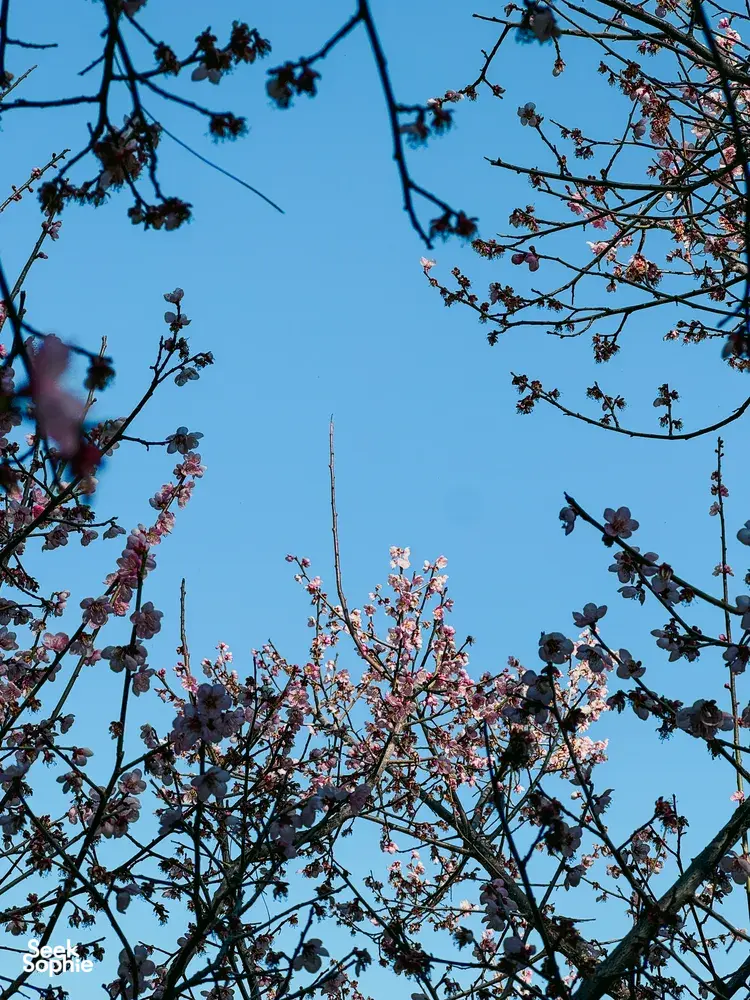Blossoming branches against a clear blue sky, framing a quiet Lijiang Yi/Naxi village landscape in spring