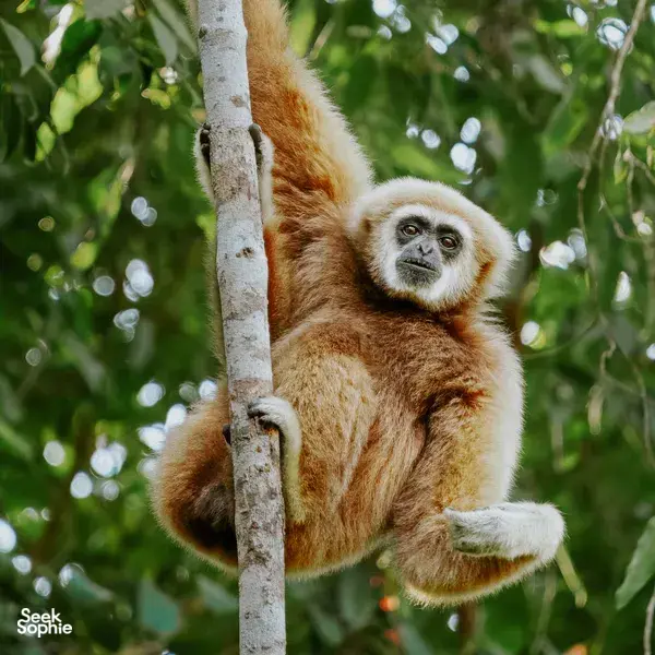 Brown gibbon clinging to a tree trunk in Khao Yai National Park forest during a wildlife trek adventure