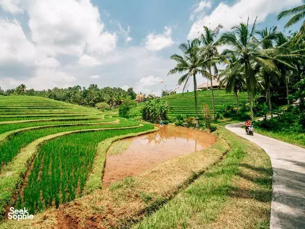 Rice terraces and a small irrigation pond in Bali, framed by palms and garden paths that set a tranquil retreat atmosphere
