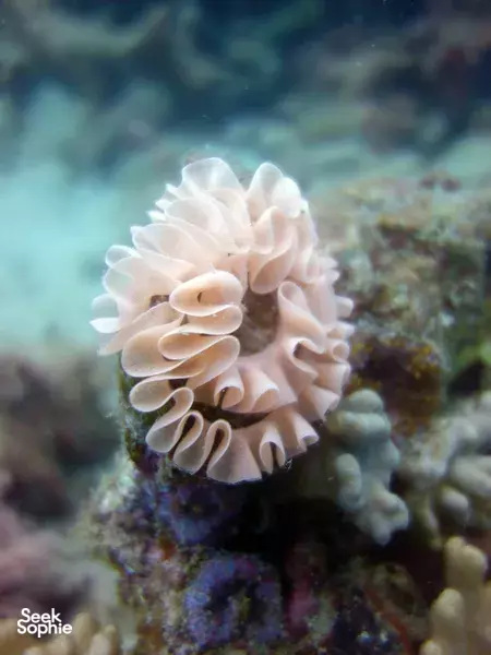 2 Fun Dives in Kenting **at the shore