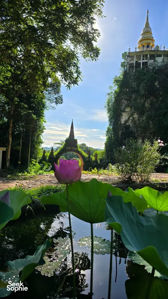 Lotus pond with distant pagoda spires among rainforest greenery at Khao Sok National Park during a hidden pagodas escape
