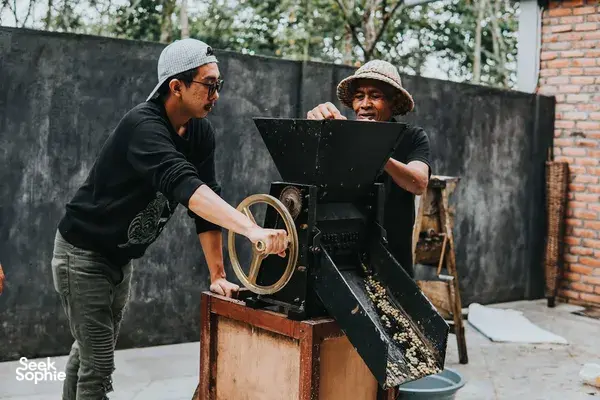 Bali Beans host guides roasting coffee beans at a roaster in Kintamani, Bali, with visitors feeding the machine.