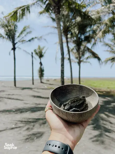 Bantu Lindungi Penyu Laut Bali (Mei-Okt)