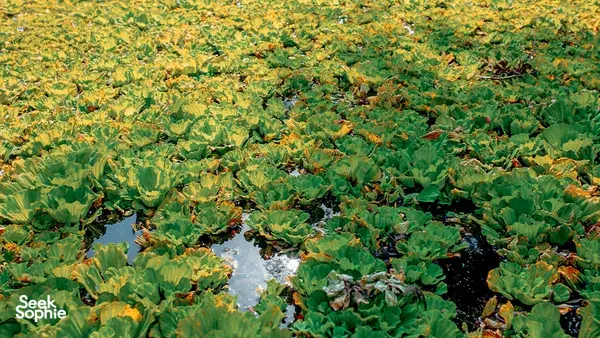Aerial view of a lush Mekong Delta wetland covered in green and yellow water plants, with narrow channels running through